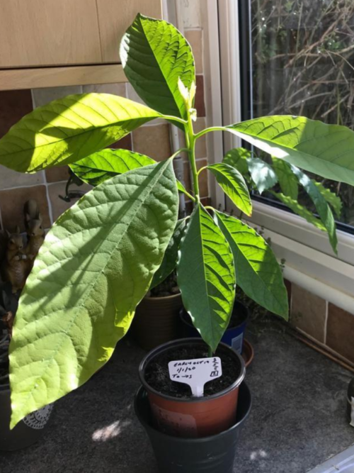 avocado plant