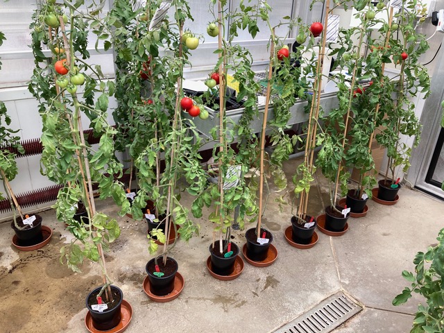 photo-11