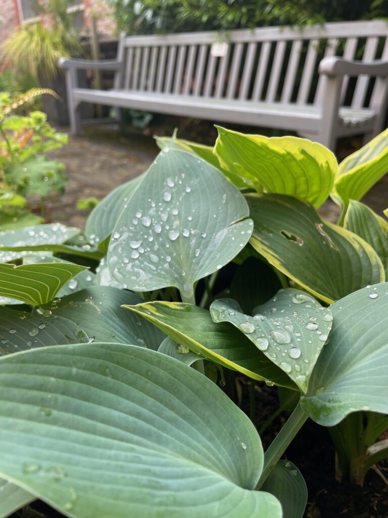 S-Chelate Plant Nutrition