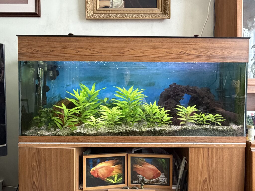 4 foot tropical fish tank