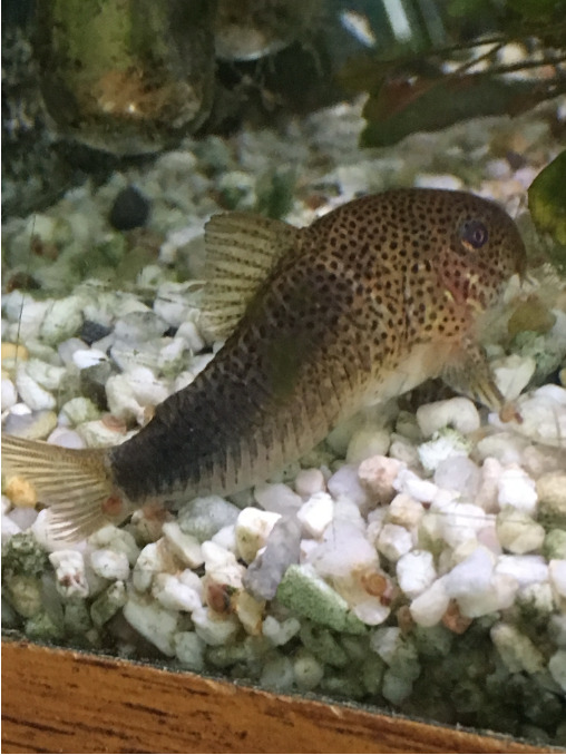Corydoras Catfish