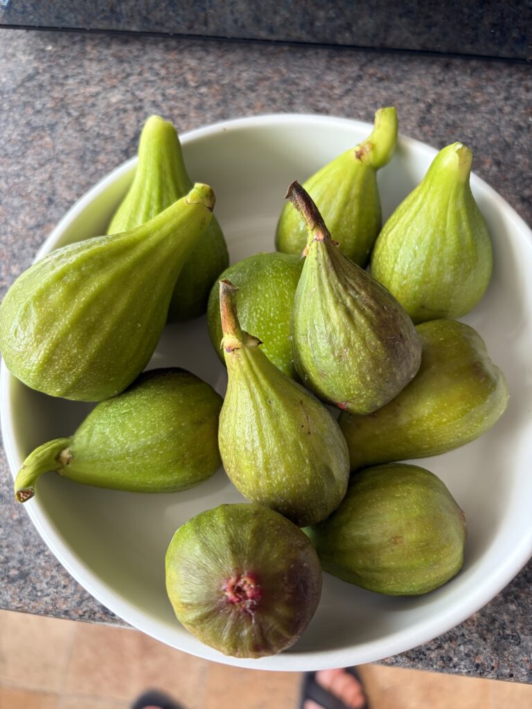 Brown Turkey figs harvested from our mature container-grown tree