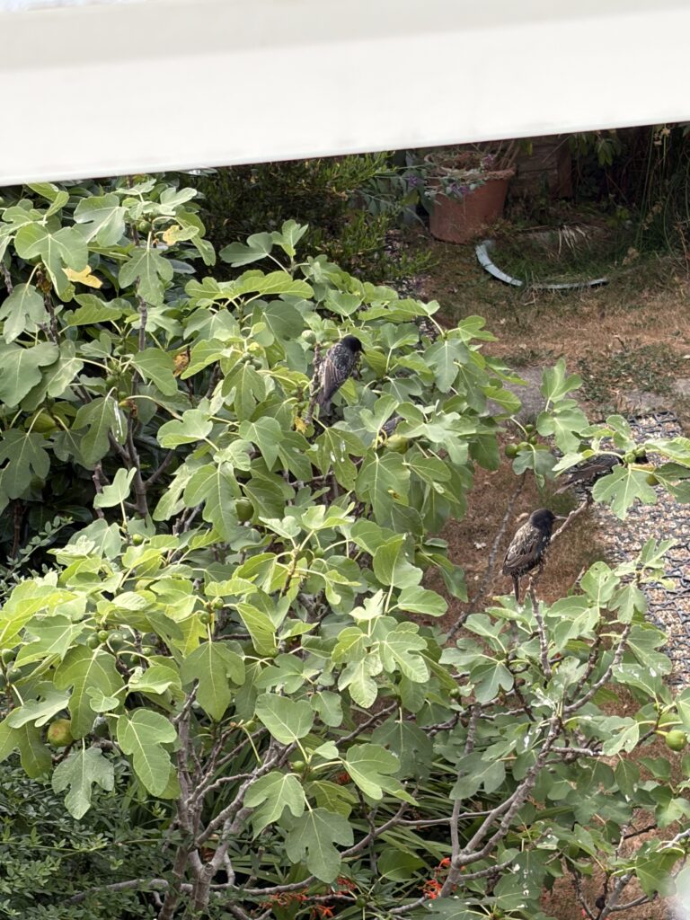 Local starlings regularly visit the tree and help themselves to some of the ripening figs